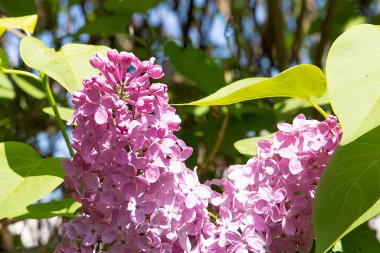 Mavi gökyüzünün altında parlak yeşil yapraklarla çiçek açan leylak çiçekleri. Bahar doğası, parfüm, güzellik ve bahçıvanlık kavramı.
