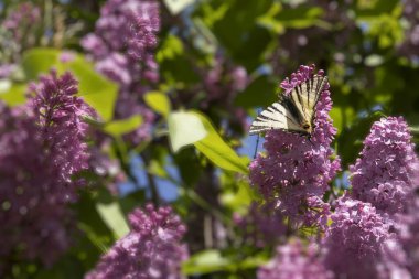 Güneş ışığında çiçek açan leylak çiçeklerinin üzerinde oturan bir kelebeğin yakın çekimi. Bahar doğası, tozlaşma, güzellik ve vahşi yaşam kavramı.