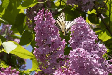 Güneş ışığında çiçek açan leylak çiçeklerinin üzerinde oturan bir kelebeğin yakın çekimi. Bahar doğası, tozlaşma, güzellik ve vahşi yaşam kavramı.