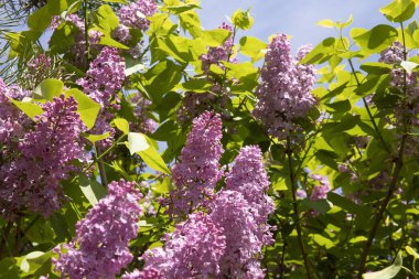 Yeşil yapraklı canlı mor leylak çiçeklerinin üzerinde oturan bir kelebeğin yakın çekimi. Renk ve yaşamla dolu doğal bahar sahnesi.