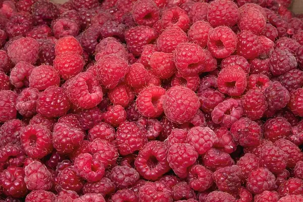 Ahududu taze kırmızı organik olgun böğürtlen doğal sağlıklı meyve hasadı eko tarım vitaminlerini kaplar.