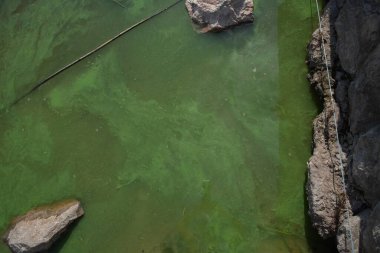 Durgun suyun yüzeyini gökyüzünün yansımalarıyla kaplayan kalın yeşil algler. Su kirliliği, ötrofikasyon ve çevre sorunları kavramı.