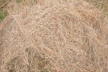 Saman kurumaya yakın. Arkaplan, tasarım ve tarım temaları için doğal saman dokusu.