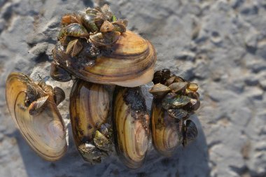 Düz bir yüzeyde istilacı zebra midyeleriyle kaplı iki tatlı su midyesine yakın çekim yapın. Su hayatı kavramı, istilacı türler ve ekosistem sorunları.