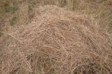 Saman kurumaya yakın. Arkaplan, tasarım ve tarım temaları için doğal saman dokusu.