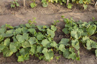 Bahçe yatağında yetişen yeşil yapraklı salatalık ve sarı çiçekler. Çiftçilik, bahçıvanlık, organik sebze ve doğal gıda kavramı.