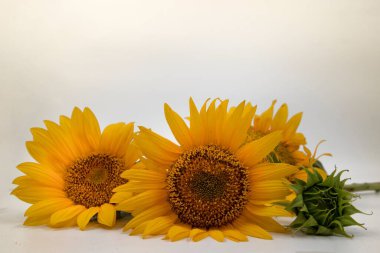 Sıcak sarı arkaplanda parlak sarı ayçiçekleri, yakın plan, yaz dekorasyonu, doğa temaları ve çiçek tasarımları için ideal..