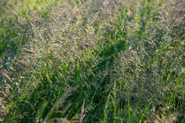 Güneşli bir çayırda rüzgarda sallanan uzun otlar. Ekoloji, doğal çevre ve eko tarım kavramı.