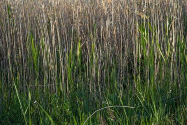 Güneşli bir bahar tarlasında yetişen taze yeşil çimlere yakın. Doğal altyapı, tarım ve eko kavramı.