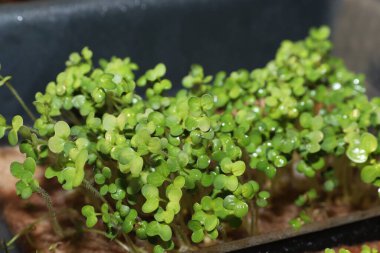 Kapalı bir yerde plastik bir kabın içinde büyüyen taze yeşil yeşiller. Sağlıklı gıda, beslenme ve eko tarım kavramı.