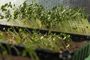 Kapalı alandaki plastik tepsilerde büyüyen taze mikro yeşilliklerin yakın çekimi. Sağlıklı beslenme, eko yaşam tarzı ve bahçe işleri..