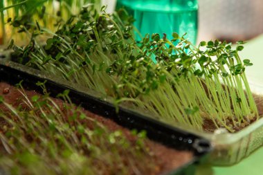 Kapalı alanlarda taze mikroçim ve arka planda yeşil bir şişeyle birlikte tepsilerde büyüyen taze otlar. Sağlıklı beslenme ve bahçe işleri..