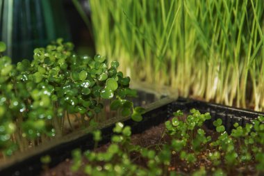 Taze ıslak mikroçim ve plastik tepsilerde büyüyen çimenlerin yakın çekimi. Sağlıklı gıda, eko yaşam tarzı ve bahçe işleri kavramı.
