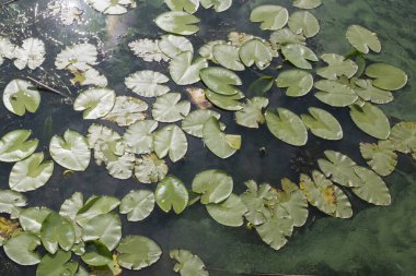 Yeşil yosunlar, nilüferler ve su bitkileriyle kaplı durgun bir gölet. Ötrofikasyon ve su kirliliği örnekleri.