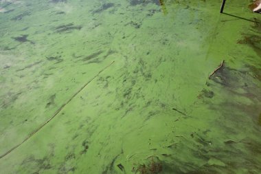 Karton kutularda taze organik tatlı biberler açık sarı ve yeşil çiftçi pazarında.