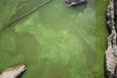 Açıklama: Durgun suyun yüzeyi tamamen yeşil alglerle kaplı, su kirliliği ve ötrofikasyon gösteren, yüzen dallarla kaplı..
