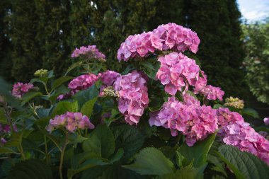 Yeşil ağaçlar ve güneş ışığıyla döşenmiş bahçedeki pembe ortanca çalıları..
