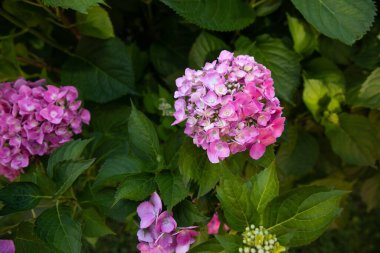 Bahçede açan güzel pembe ortanca çiçekleri. Güneş ışığı ve yeşil arka plan..