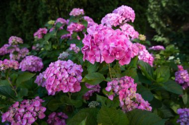 Yeşil ağaçlar ve güneş ışığıyla döşenmiş bahçedeki pembe ortanca çalıları..