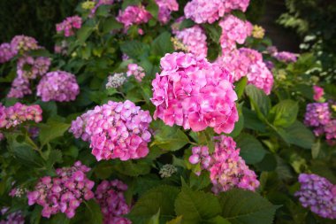 Yaz bahçesinde açan pembe ortanca çiçekleri..