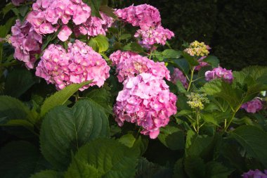 Bahçede açan güzel pembe ortanca çiçekleri. Güneş ışığı ve yeşil arka plan..