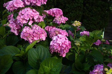 Yeşil ağaçlar ve güneş ışığıyla döşenmiş bahçedeki pembe ortanca çalıları..