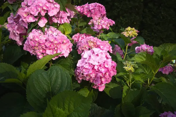 Bahçede açan güzel pembe ortanca çiçekleri. Güneş ışığı ve yeşil arka plan..