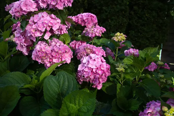 Yeşil ağaçlar ve güneş ışığıyla döşenmiş bahçedeki pembe ortanca çalıları..