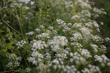 Gün batımında yeşil bir tarlada yetişen narin kır çiçekleri. Botanik, yaz, kırsal ve ekolojik temalar için yakın plan.