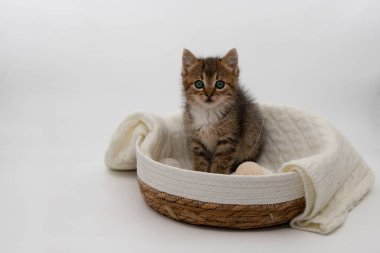 Parlak yeşil gözleri olan sevimli pofuduk kedi yavrusu örülmüş sepetin içinde beyaz, rahat bir battaniyeyle oturuyor. Yavru kedi meraklı ve tatlı görünüyor. Evcil hayvan temaları ve tasarımı için mükemmel görüntü.