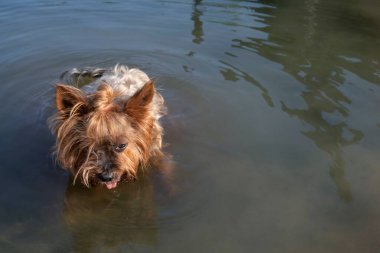 Güneşli bir günde ıslak kürklü tatlı Yorkshire Terrier köpeği berrak suda duruyor. Evcil hayvan kavramı, yaz aktiviteleri ve açık hava eğlencesi..