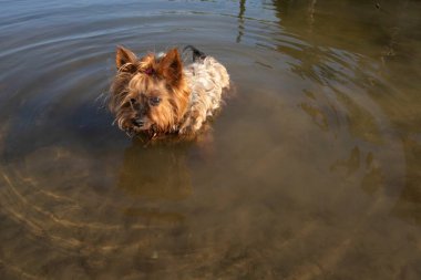Güneşli bir günde ıslak kürklü tatlı Yorkshire Terrier köpeği berrak suda duruyor. Evcil hayvan kavramı, yaz aktiviteleri ve açık hava eğlencesi..