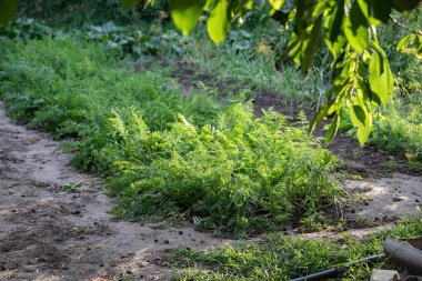 Kırsal sebze bahçesi, sıra sıra havuç bitkileri, yemyeşil yemyeşil ve yumuşak akşam güneşi. Yazın huzurlu kır manzarası.