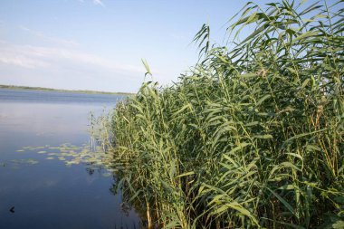 Yüksek kamışlı ve yüzen nilüferli sakin bir göl manzarası. Huzurlu doğa manzarası ve kıyıdaki su bitkileri.