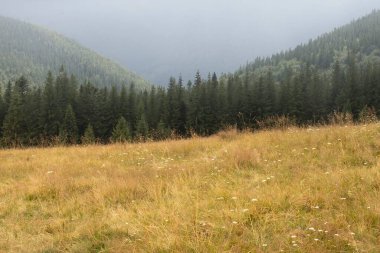 Kır çiçekleri ve otlarla kaplı manzaralı dağ çayırı yoğun kozalaklı ormanın ve sisli vadinin arka planına karşı. Yazın huzurlu doğa manzarası.