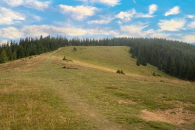 Bulutlu mavi bir gökyüzünün altında yoğun bir kozalaklı ormana uzanan kirli bir patikası olan manzaralı dağ çayırı. Huzurlu yaz doğa manzarası.