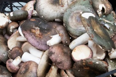 Yeşilin, morun ve kahverenginin çeşitli tonlarında taze russula mantarlarını kapayın. Organik orman hasadı yemek, sağlıklı beslenme ve vejetaryen yemek tarifleri için mükemmel..