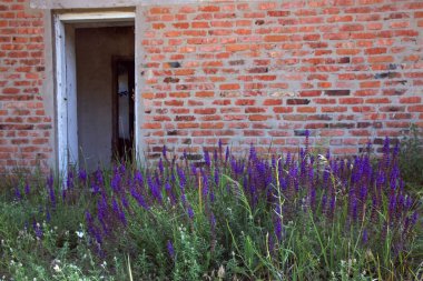 Terk edilmiş bir binanın kırmızı tuğla duvarının yanında açan mor kır çiçekleri. Doğa ve kentsel bozulma arasındaki zıtlık kavramı.