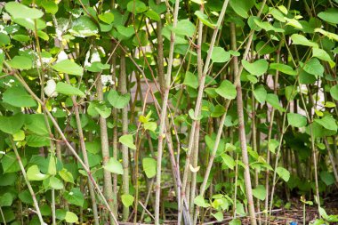 Japon düğümünün kalınlığı yaz güneşi altında parlak yeşil yapraklarla artar. İstilacı bitkiler, ekoloji ve doğal bitki örtüsü kavramı.