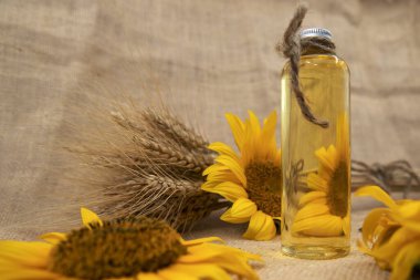 Parlak sarı ayçiçekleri, altın buğday kulakları ve cam ayçiçeği yağı şişesi çuval bezi kumaşında kırsal sicimle bağlanmış. Tarım, hasat ve organik ürün temaları için mükemmel..