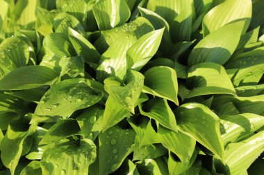 Taze yeşil hosta yaprakları güneş ışığında köpüklü su damlacıklarıyla kaplı. Doğa geçmişi, tazelik ve bahçe güzelliği kavramı.