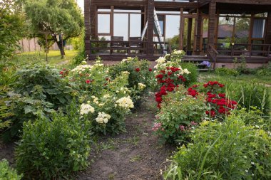 Çiçek bahçesinde açan kırmızı beyaz ve pembe güller ahşap evin önünde yaz manzarası ve bahçe konsepti