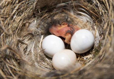 Dal ve tüylerden yapılmış bir yuvada kuluçkaya yatmamış yumurtaların yanında dinlenen yeni doğmuş minik bir kuş yavrusunun yakın çekimi. Vahşi yaşam, doğa ve kuş üreme konsepti.