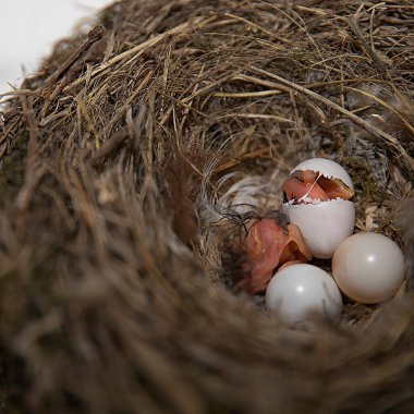 Yeni doğmuş bir ahırın yakın plan görüntüsü beyaz bir yumurtadan çıkan tüylü bir yuvada yumurtadan çıkan civciv yumurtadan çıkmamış yumurtalar, doğal yaşam ortamında vahşi yaşam kuşları fotoğrafı.