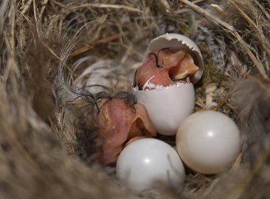 Yeni doğmuş bir ahırın yakın plan görüntüsü beyaz bir yumurtadan çıkan tüylü bir yuvada yumurtadan çıkan civciv yumurtadan çıkmamış yumurtalar, doğal yaşam ortamında vahşi yaşam kuşları fotoğrafı.