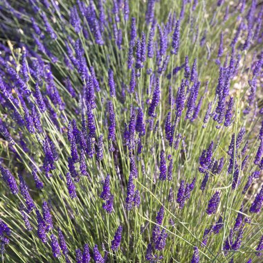 Güneşli bir yaz tarlasında yeşil saplı canlı lavanta çiçeklerine yakından bakın. Doğal ışıkta taze aromatik otlar ve renkli çiçekler..