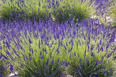 Güneşli bir yaz tarlasında yeşil saplı canlı lavanta çiçeklerine yakından bakın. Doğal ışıkta taze aromatik otlar ve renkli çiçekler..