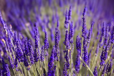 Ilık yaz güneşiyle aydınlatılan parlak mor yapraklı ve yeşil saplı lavanta çiçeklerine yakından bakın. Aromatik ve güzel doğa sahnesi.