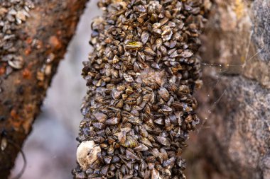 Yüzeyi kaplayan zebra midyelerini kapatın. İstilacı su türleri ekosistemlere ve endüstriyel yapılara zarar veriyor.