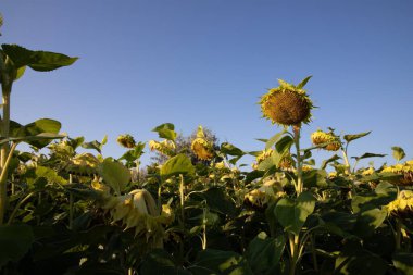 Olgun bitkilerin hasat edilmeye hazır olduğu geniş bir ayçiçeği tarlası. Tarım, tarım, ekoloji ve doğa kavramı.